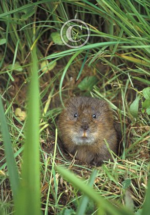 Water Vole DM0607
